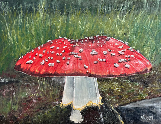 Amanita muscaria